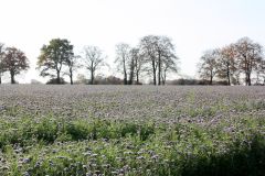 IMG_0039